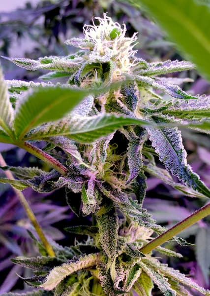 Runtzicane Seed > Elev8 Seeds | Feminized Cannabis   |  Hybrid